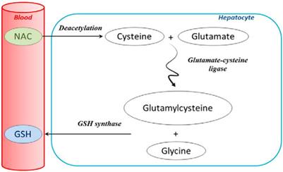 Advances in the study of acetaminophen-induced liver injury